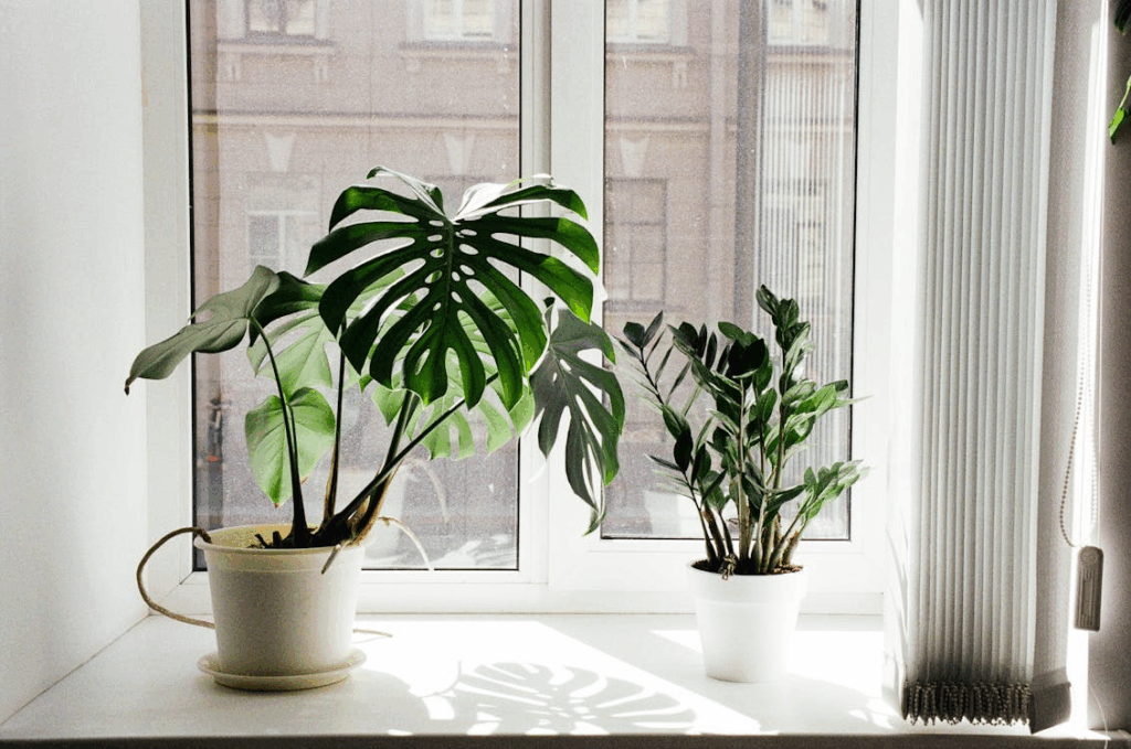 Houseplants placed on a sunny windowsill to improve indoor humidity, airflow, and home energy efficiency.
