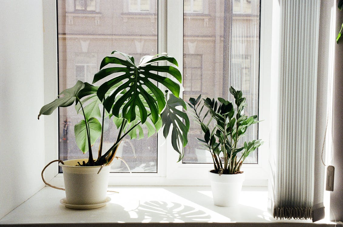 Houseplants placed on a sunny windowsill to improve indoor humidity, airflow, and home energy efficiency.